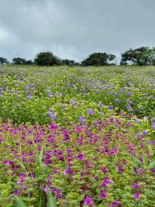 Kaas Pathar Plateau covered with colorful seasonal wildflowers – Valley of Flowers Maharashtra