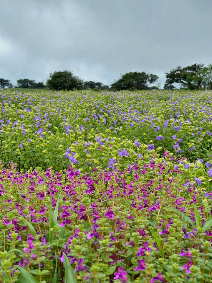 Kaas Pathar Plateau covered with colorful seasonal wildflowers – Valley of Flowers Maharashtra