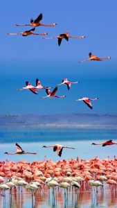 Bhigwan One Day Trip bird watching