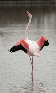 Bhigwan One Day Trip bird watching